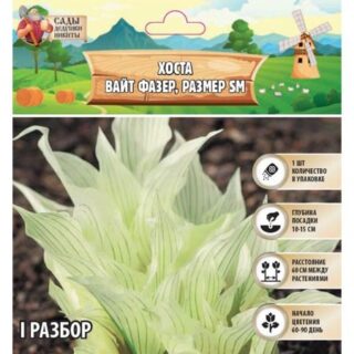 Хоста "White Feather ®", р-р I, размер SM,1 шт, Весна 2025