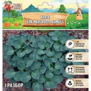 Хоста "Blue Mouse Ears", р-р I, размер S,1 шт, Весна 2025